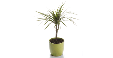 Unbranded Dracaena Marginata With Pot