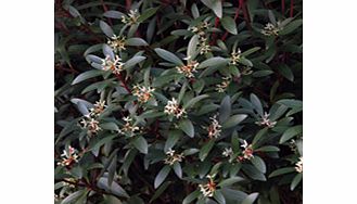 Unbranded Drimys Plant - Lanceolata