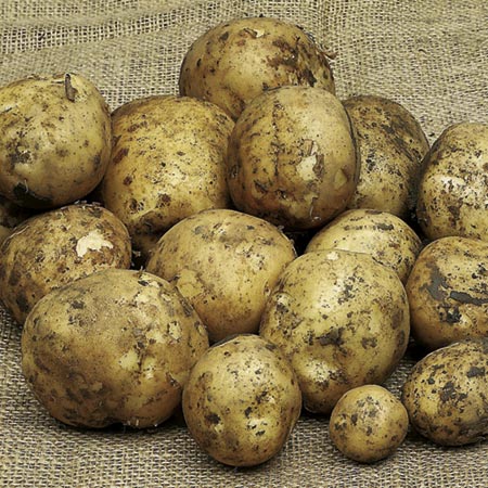 Unbranded Dunluce Potatoes - 3kg 3kg