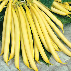 Unbranded Dwarf Bean Sonesta Seeds