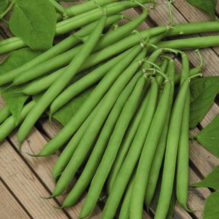 Unbranded Dwarf French Bean Canzone Seeds Average seeds 150