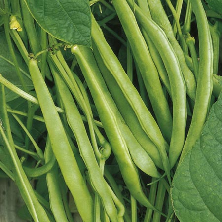 Unbranded Dwarf French Bean Masterpiece Seeds Average
