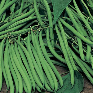 Unbranded Dwarf French Bean Safari Seeds
