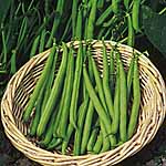 Unbranded Dwarf French Bean Seed Collection 431101.htm