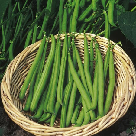 Unbranded Dwarf French Bean Seed Collection Average Seeds 80