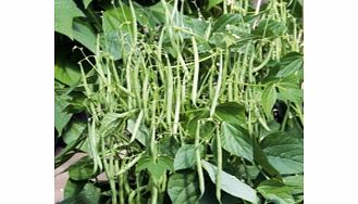Unbranded Dwarf French Bean Seeds - Mascotte F1