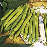Unbranded Dwarf French Bean Tendergreen Seeds 431152.htm