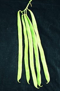 Unbranded Dwarf French Bean The Prince x 30 seeds