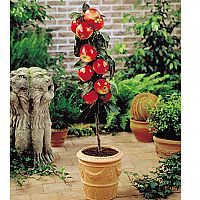 Dwarf Growing Fruit Tree Collection