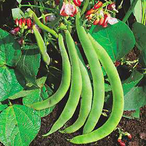 Unbranded Dwarf Runner Bean Hestia Seeds