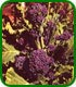 Unbranded Early Purple Sprouting Broccoli Seeds