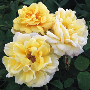 Unbranded Easleas Golden Rambler - Climbing Rose