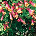 Unbranded Eccremocarpus Pink Trumpets Seeds