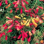 Unbranded Eccremocarpus Scaber Tresco Hybrids Seeds