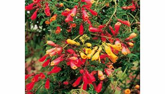 Unbranded Eccremocarpus Seeds - Scaber Tresco Hybrids