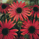 Unbranded Echinacea Red Cone Flower Seeds