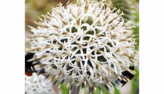 Unbranded Echinops Plant - Arctic Glow