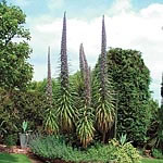 In its first year this truly outstanding Echium produces a dramatic foliage plant approximately 90-1