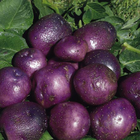 Unbranded Edzell Blue Potatoes - 3 kg (Second Early) 3 kg
