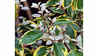 Quick growing leaves margined in gold. RHS Award of Garden Merit winner. Supplied in a 2-3 litre pot.EvergreenFull sunFully hardyIdeal for coastal planting.Partial shadeBUY ANY 3 AND SAVE 20.00! (Please note: Offer applies only for plants that have t