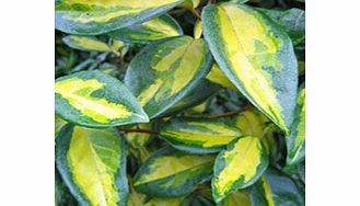 Quick growing leaves golden variegated. Supplied in a 2-3 litre pot.EvergreenFull sunFully hardyIdeal for coastal planting.Partial shadeBUY ANY 3 AND SAVE 20.00! (Please note: Offer applies only for plants that have this wording.)