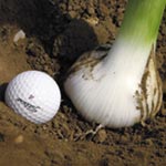 Unbranded Elephant Garlic