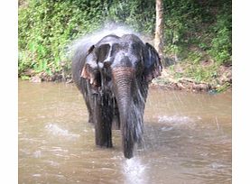 Unbranded Elephants at Work - Child