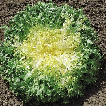 Unbranded Endive Kentucky Seeds Average Seeds 200