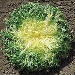 Unbranded Endive Kentucky Seeds