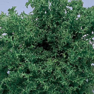 Endive Moss Curled Seeds