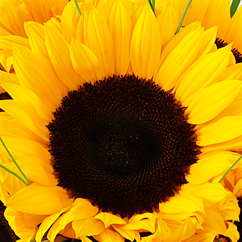 Unbranded Endless Summer - flowers