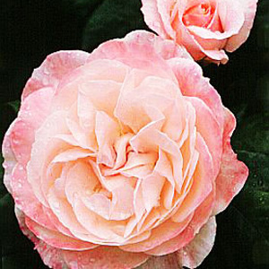 Unbranded English Miss  Floribunda Rose