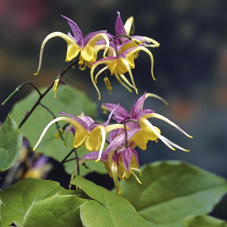 Unbranded Epimedium Fire Dragon Plants Pack of 3 Potted