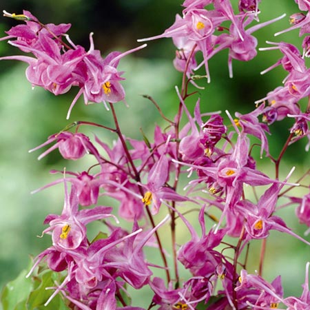 Unbranded Epimedium Lilafee Pack of 1 Bare Root