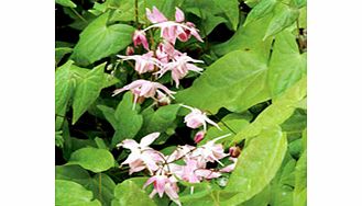 Unbranded Epimedium Plant - youngianum roseum