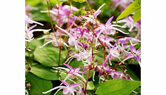 Unbranded Epimedium Plants - Twin Pack
