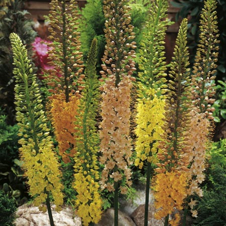 Unbranded Eremurus Mix Pack of 5 Bare Roots