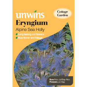 Unbranded Eryngium Alpine Sea Holly Seeds