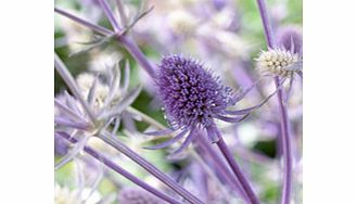 Unbranded Eryngium Plant - Jade Frost