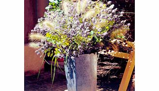 Unbranded Eryngium Plants - Glitter