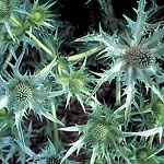 Unbranded Eryngium Silver Ghost Seeds 425800.htm