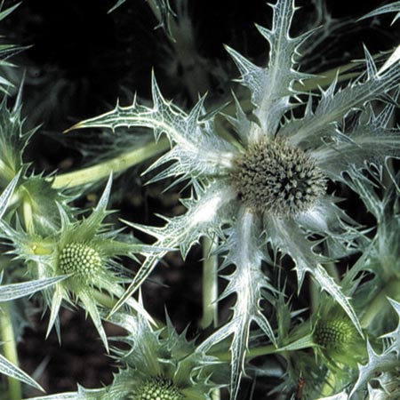 Unbranded Eryngium Silver Ghost Seeds Average Seeds 45