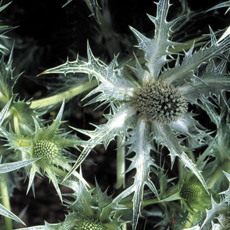 Unbranded Eryngium Silver Ghost Seeds (Sea Holly) Average