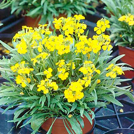 Unbranded Erysimum Gold Rush Plants Pack of 16 Pot Ready