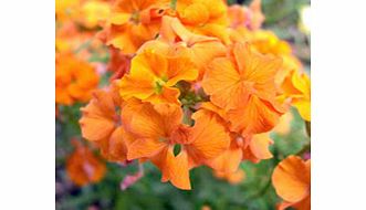 Compact mounds of evergreen foliage that each spring become smothered in masses of blooms which move through an array of attractive shades as the blooms mature and boast the delicious and well-known wallflower scent.They give dramatic displays of vib