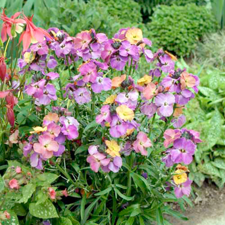 Unbranded Erysimum Plants Pack of 3 Pot Ready Plants (1 of