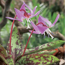 Unbranded Erythronium Bare Root - Purple King