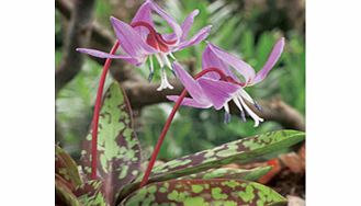Unbranded Erythronium Bare Root Plant - Purple King