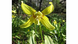 Unbranded Erythronium Bare Root Plants - Kondo