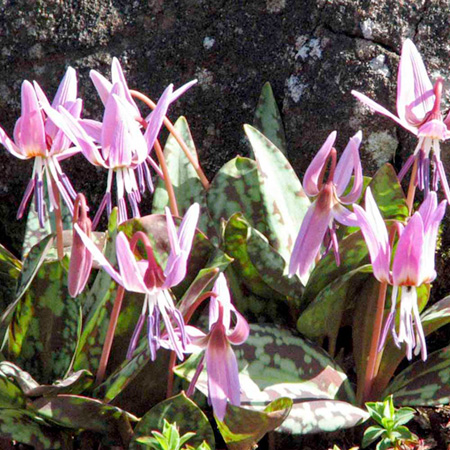 Unbranded Erythronium dens-canis Rose Queen (Dogtooth